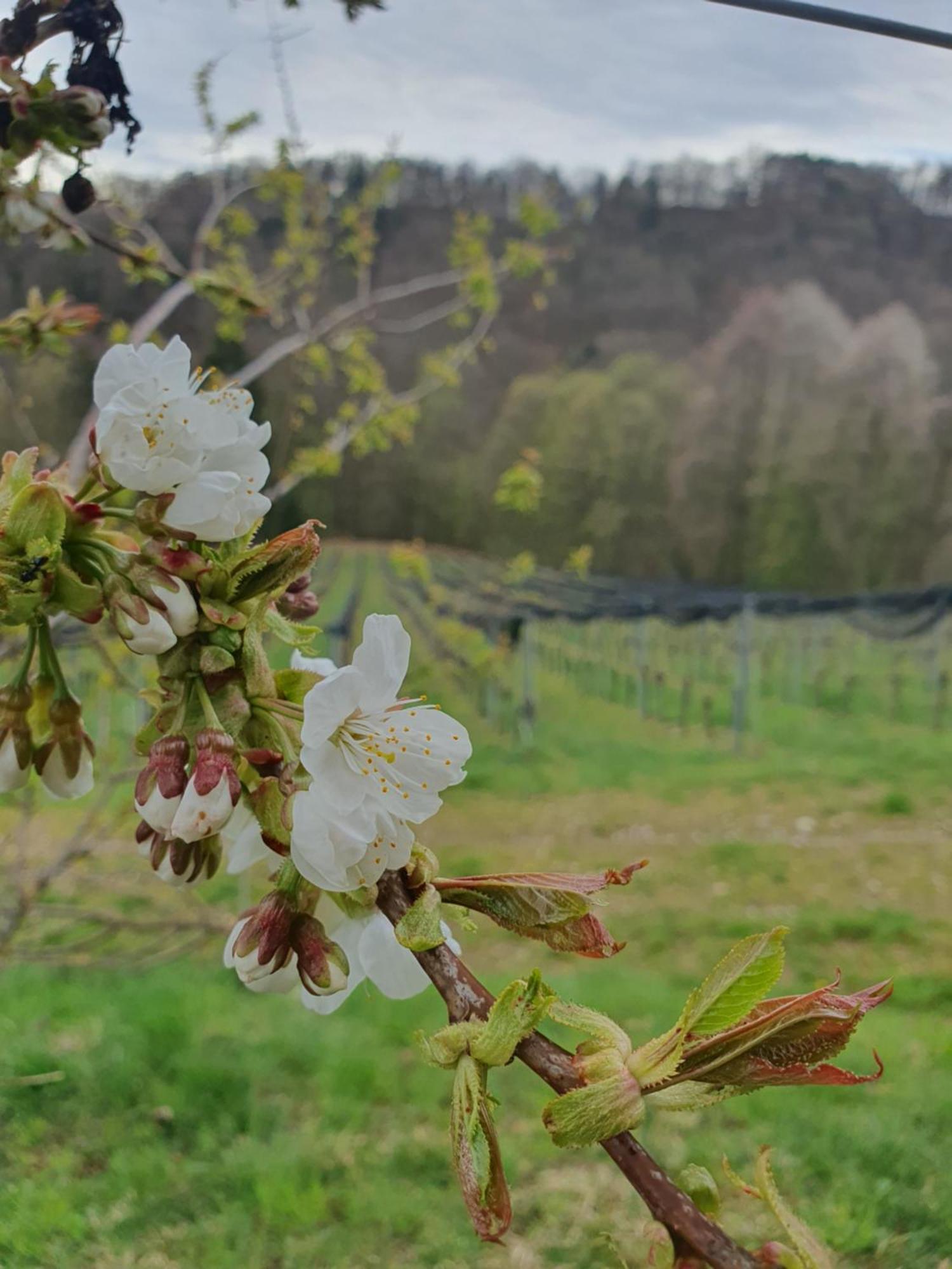 레이브니츠 Weingut Pugl 아파트 외부 사진